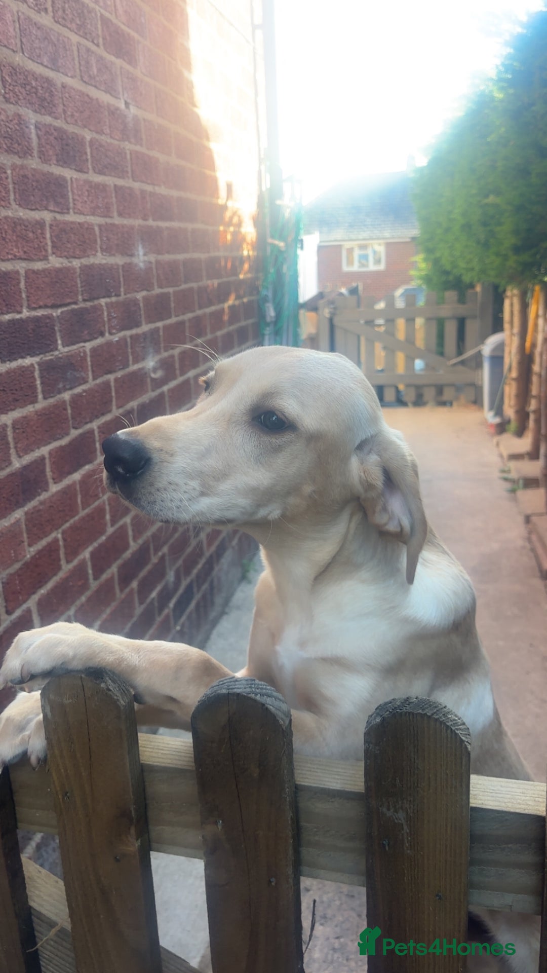Labrador Retriever dogs for sale: handsome yellow lab - Advert 5