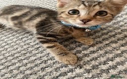 Bengal cats for sale: Sweet Baby Kitten + Free Bed & free litter box - Image 2