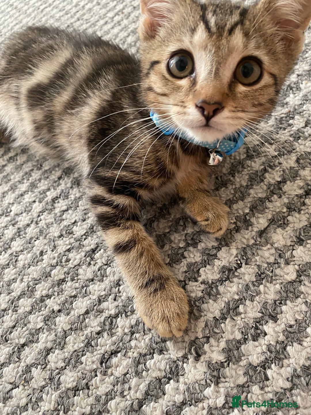 Bengal cats for sale: Sweet Baby Kitten + Free Bed & free litter box - Image 2