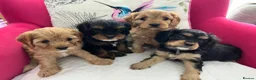 Cavapoo dogs for sale: Adorable Cavapoo puppies - Advert 1