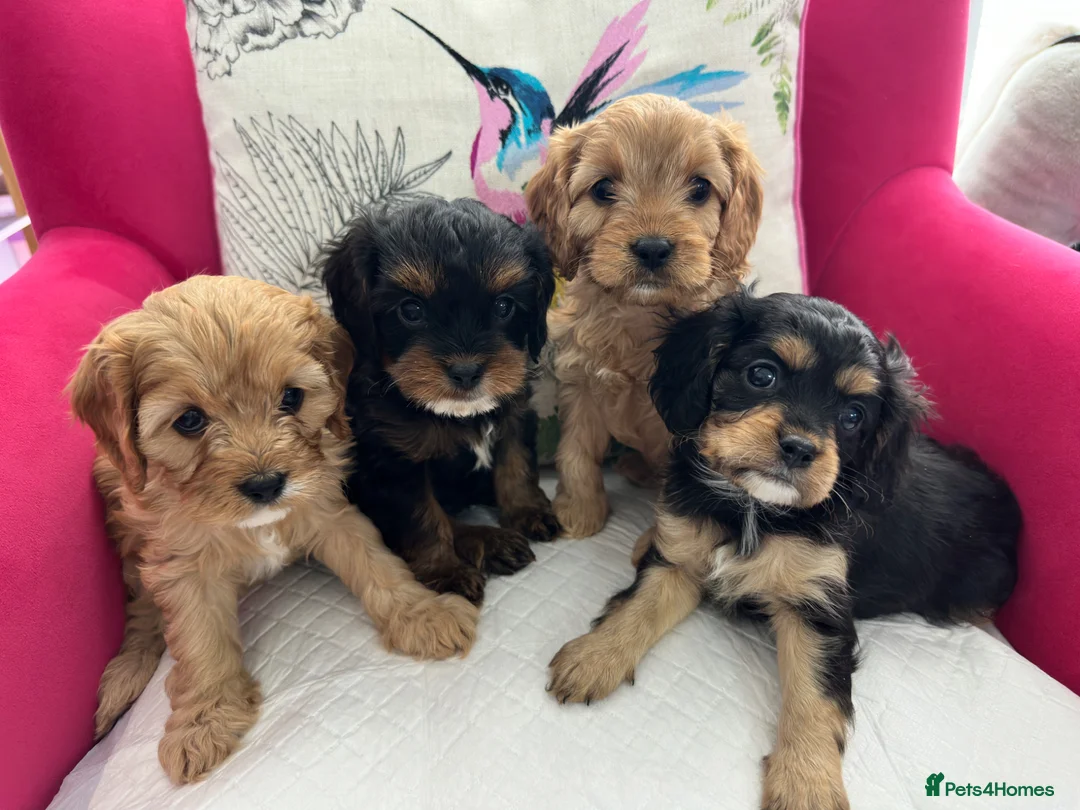 Cavapoo dogs for sale: Adorable Cavapoo puppies - Advert 1