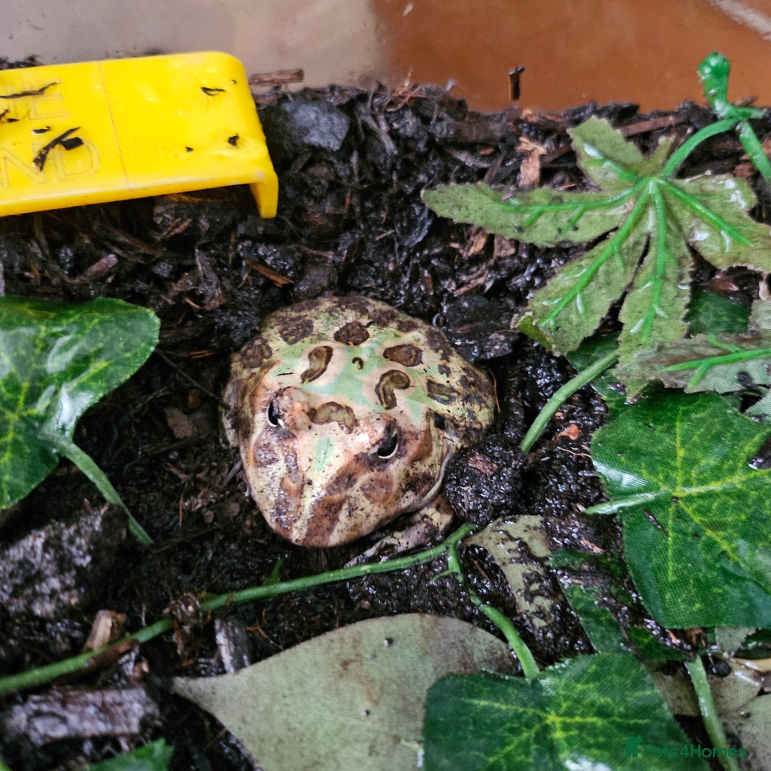Frog reptiles for sale: Pac man frogs with enclosure  - Image 4