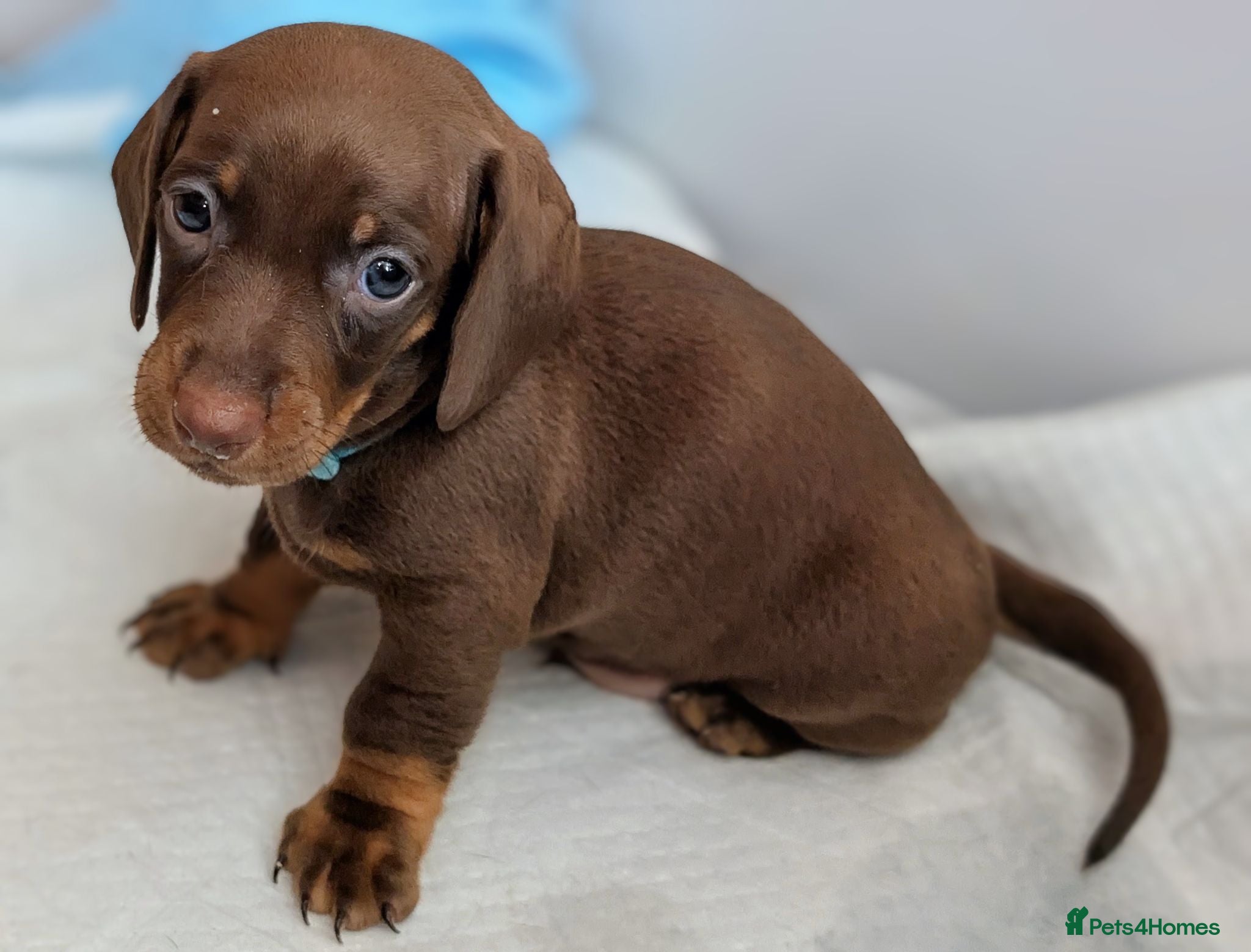 Dachshund dogs Beautiful litter of Dachshunds - Advert 2