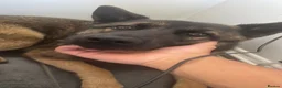 Mixed Breed dogs for sale: Nayas - Advert 3
