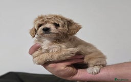 Maltipoo dogs for sale: Maltipoo Puppies – 3 Girls & 3 Boys - Image 13
