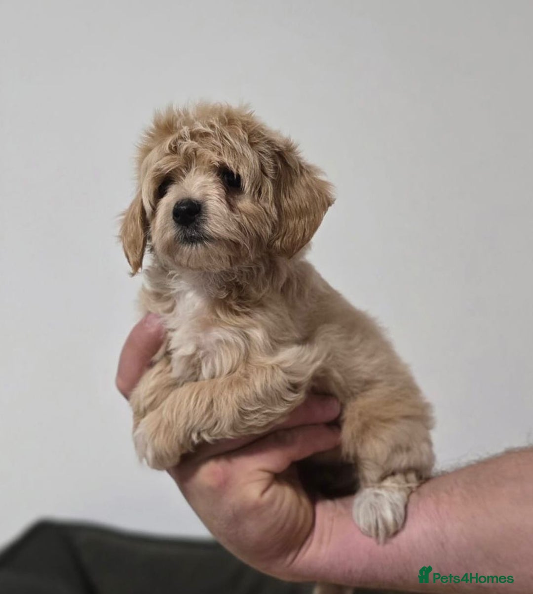Maltipoo dogs for sale: Maltipoo Puppies – 3 Girls & 3 Boys - Image 13
