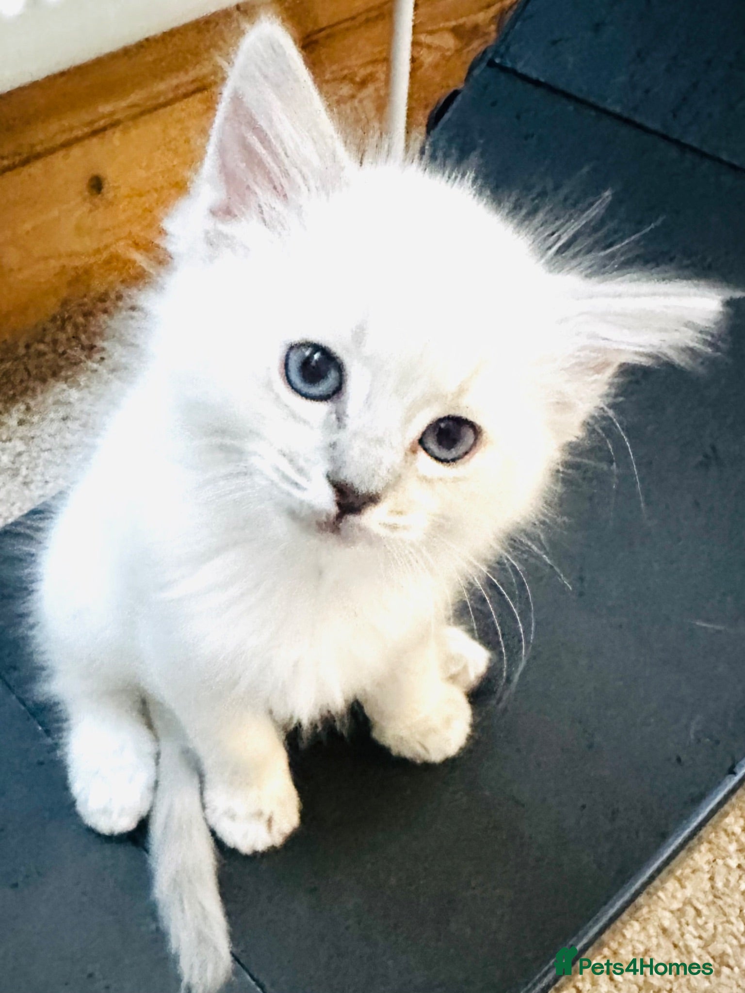 Ragdoll cats GCCF BEAUTIFUL RAGDOLL KITTENS  - Advert 1