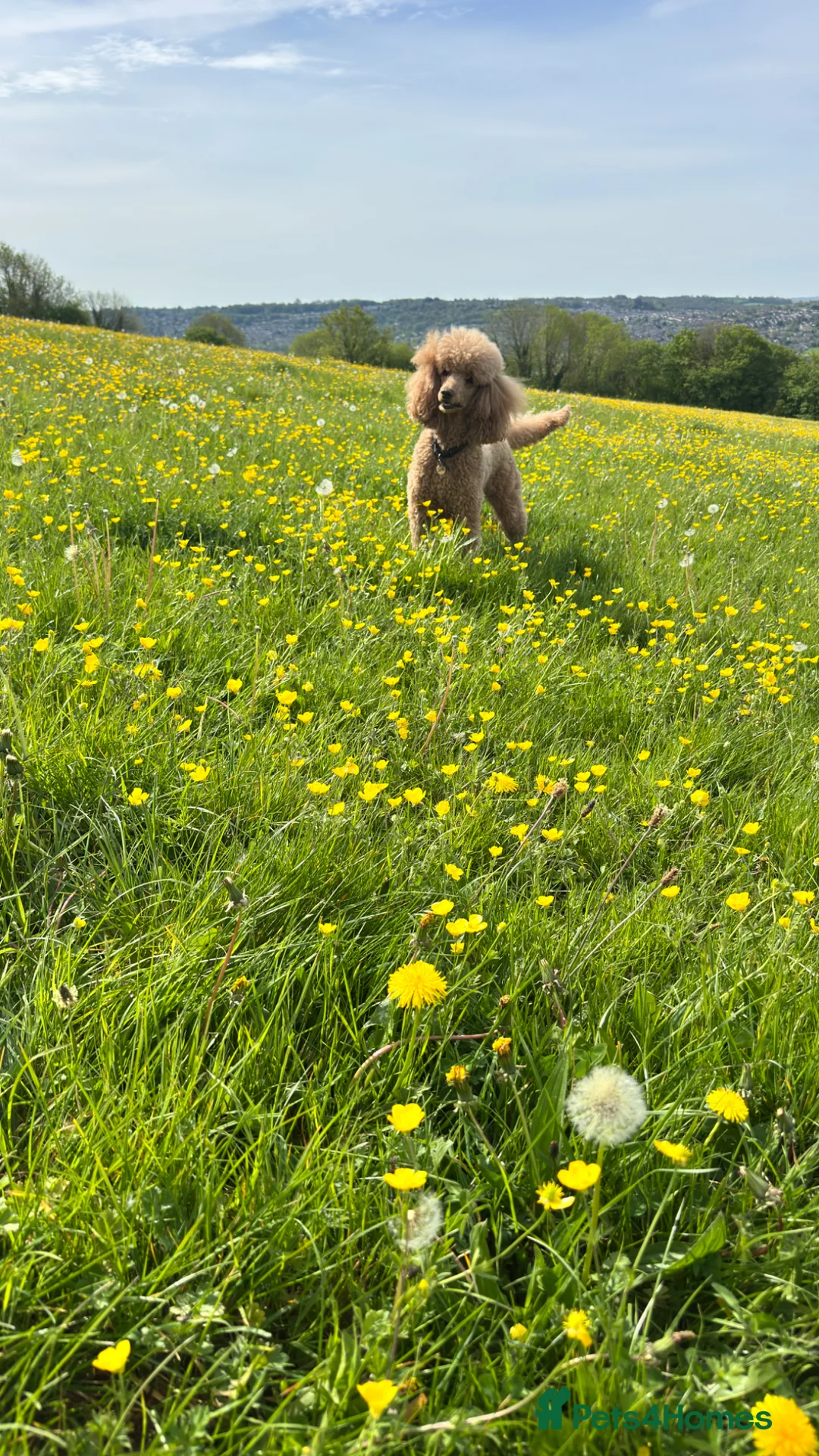 Standard Poodle dogs for sale: KC Standard poodle puppies - RED - Advert 7