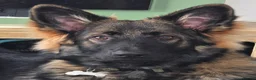 German Shepherd dogs for stud: 2year old Male for stud  - Advert 18