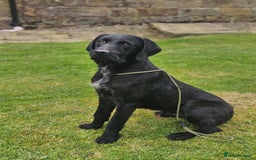 Mixed Breed dogs for sale: Labrador X German Wire Haired Pointer  - Image 6