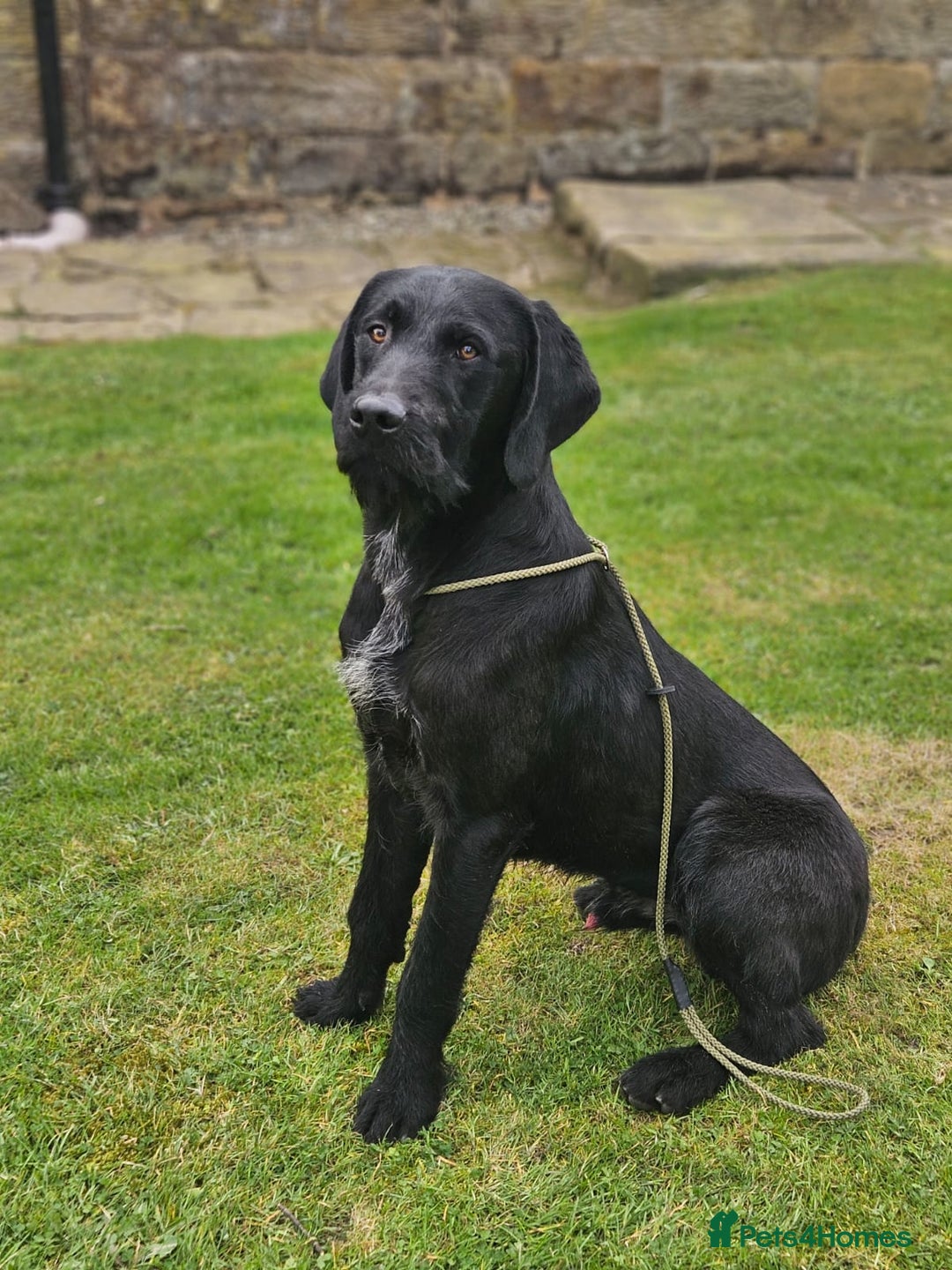 Mixed Breed dogs for sale: Labrador X German Wire Haired Pointer  - Image 6