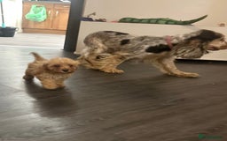 Cockapoo dogs for sale: Adorable Cockpoo looking for his forever home - Image 8