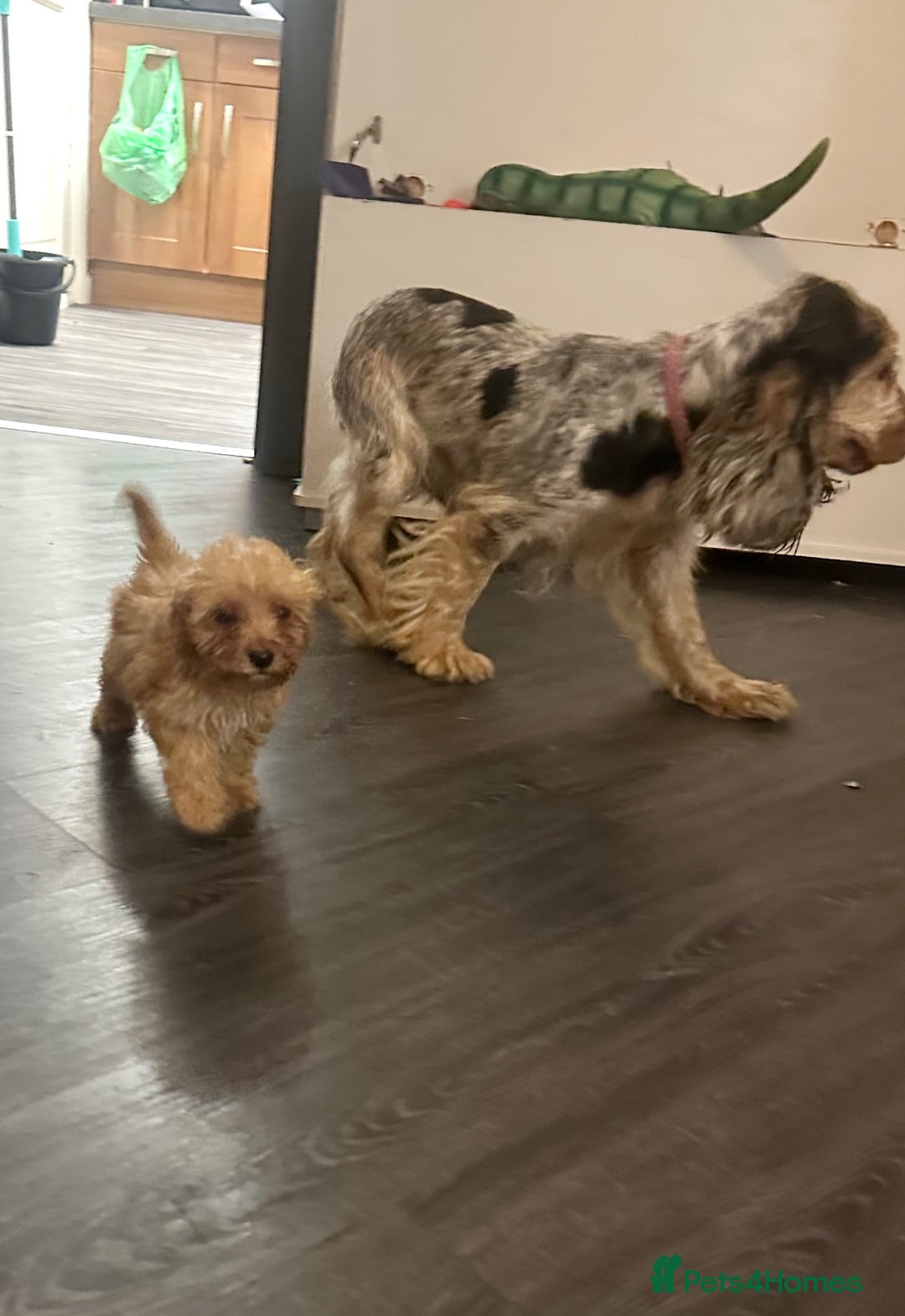 Cockapoo dogs for sale: Adorable Cockpoo looking for his forever home - Image 8