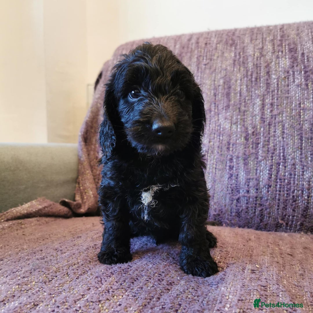 Cockapoo dogs for sale: COCKAPOO PUPPIES FOR SALE ready now  - Image 25