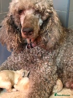 Labradoodle dogs - Advert 13