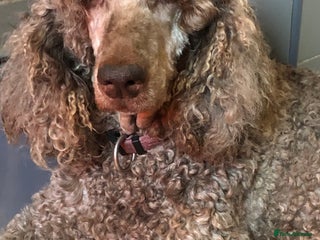 Labradoodle dogs - Advert 32