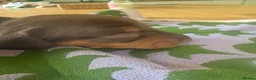 Miniature Dachshund dogs for sale: Stunning miniature dachshund puppies  - Advert 13