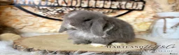 Mini Lop rabbits for sale: MINI LOPS | PEDIGREE  - Advert 12