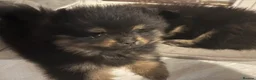 Pomeranian dogs for sale: Black & tan Pomeranian's 2xboys 1x girl    - Advert 18