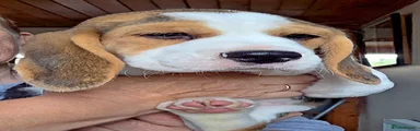 Beagle Dog