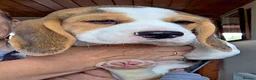 Beagle dogs for sale: Beagle Puppies For Sale - Advert 2