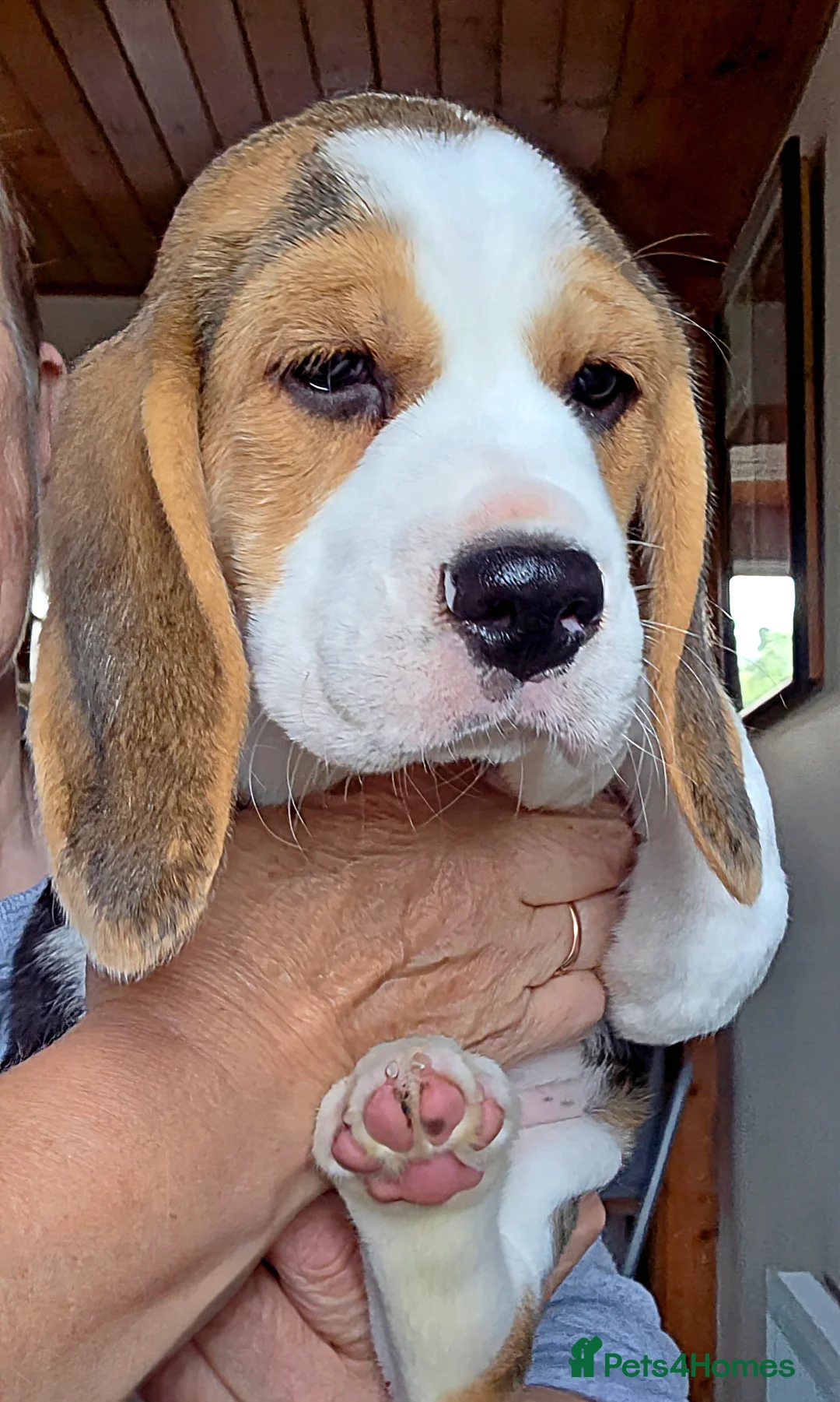 Beagle dogs for sale: Beagle Puppies For Sale - Advert 2