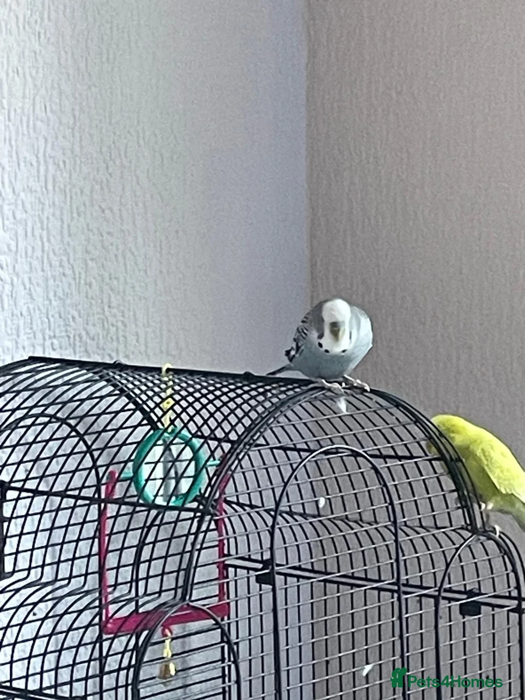 Budgerigars birds for sale: Budgies very loving and interactive  in Isleworth - Advert 3