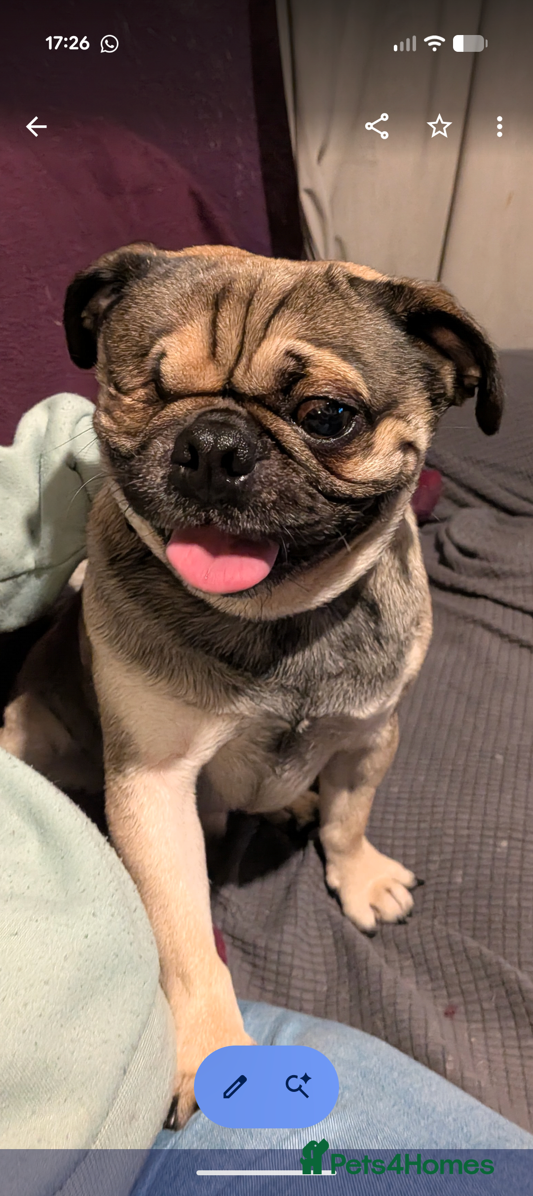 Pug dogs for sale: Max the pug - Advert 1