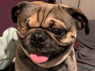 Pug dogs Max the pug - Advert 10