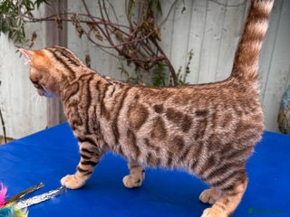 Keetso cats 2 superb rare golden keetso males - Advert 15