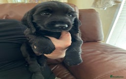 Cocker Spaniel dogs for sale:  Cocker spaniel puppies  - Advert 21