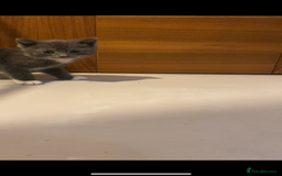 British Shorthair cats for sale: 6 kittens mixture of colours, bred from house cat  - Image 9
