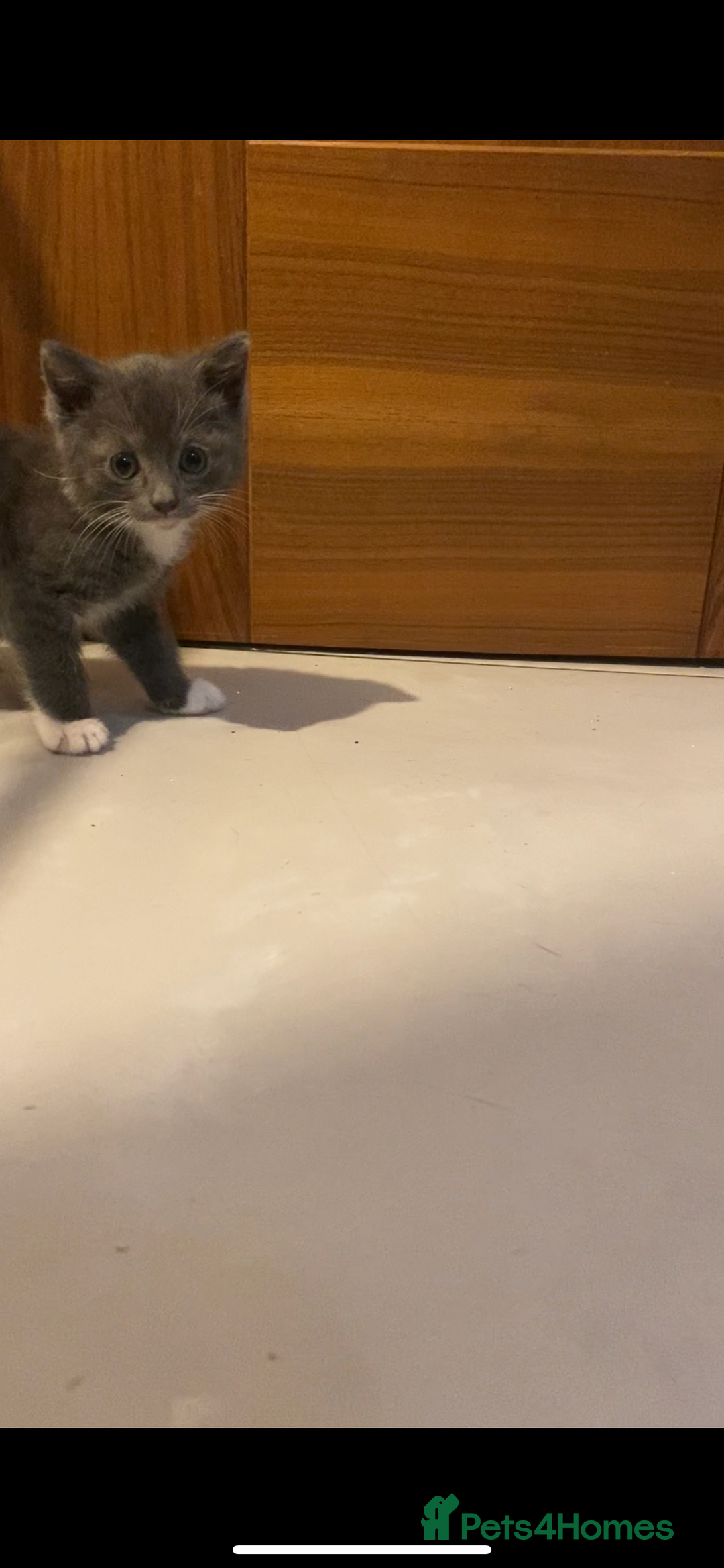 British Shorthair cats for sale: 6 kittens mixture of colours, bred from house cat  - Image 9