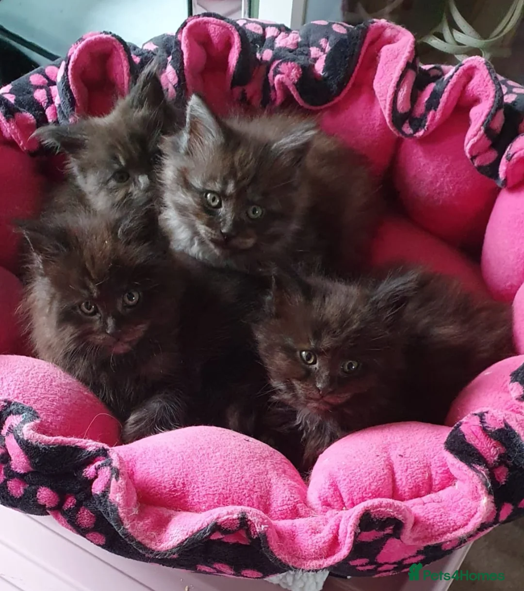 Maine Coon cats for sale: Main coon kittens in Tiverton - Advert 2