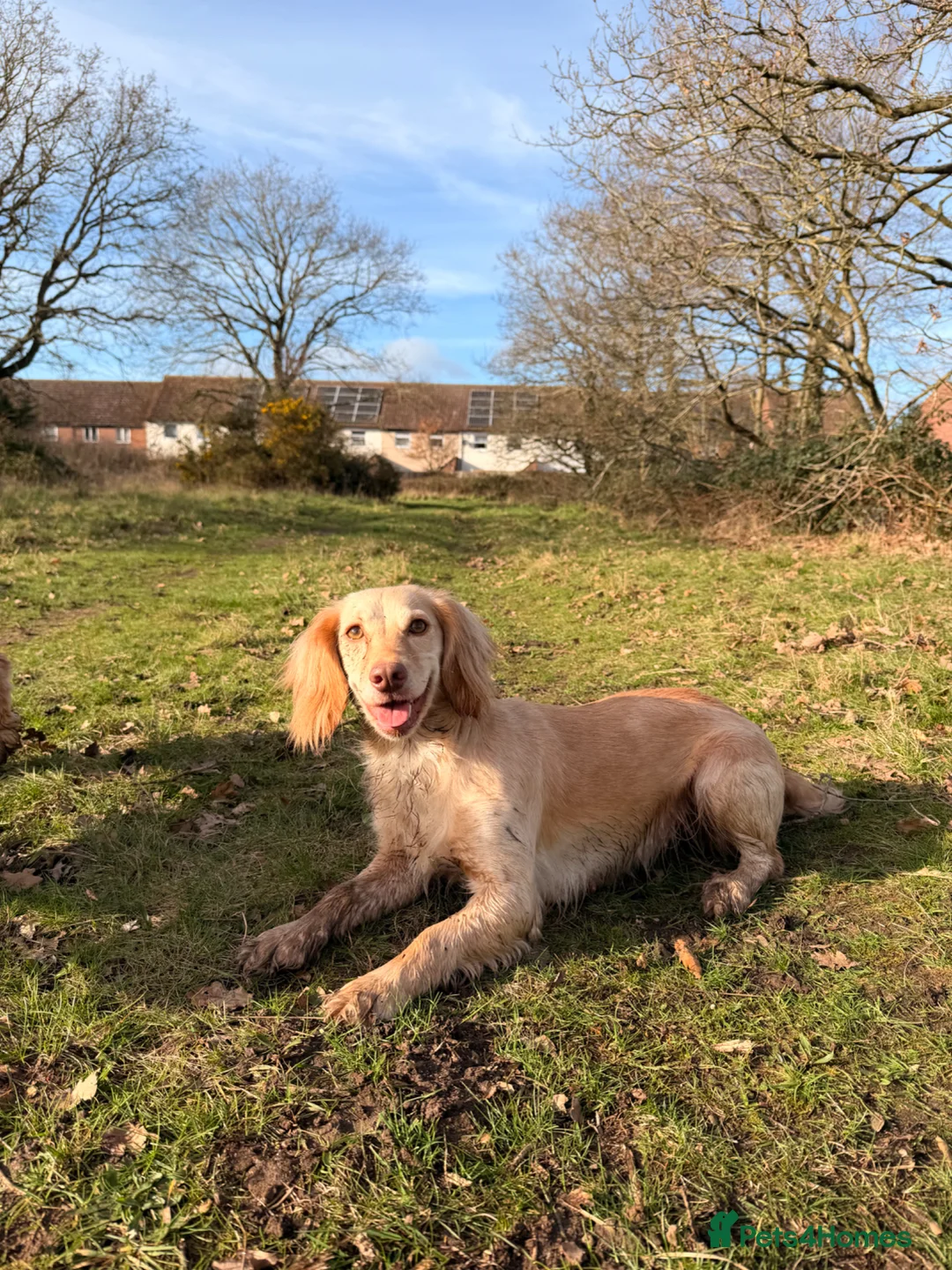 Cocker Spaniel dogs for sale: *upcoming litter* cocker spaniel  - Advert 7