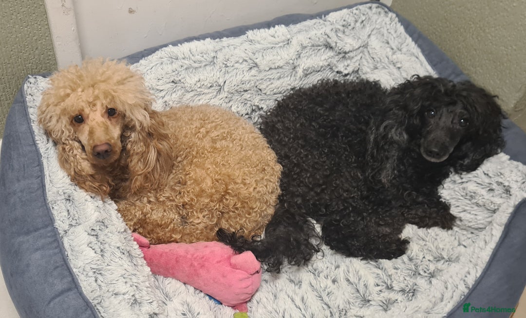 Miniature Poodle dogs for sale: Adorable miniature poodle puppies - Advert 17