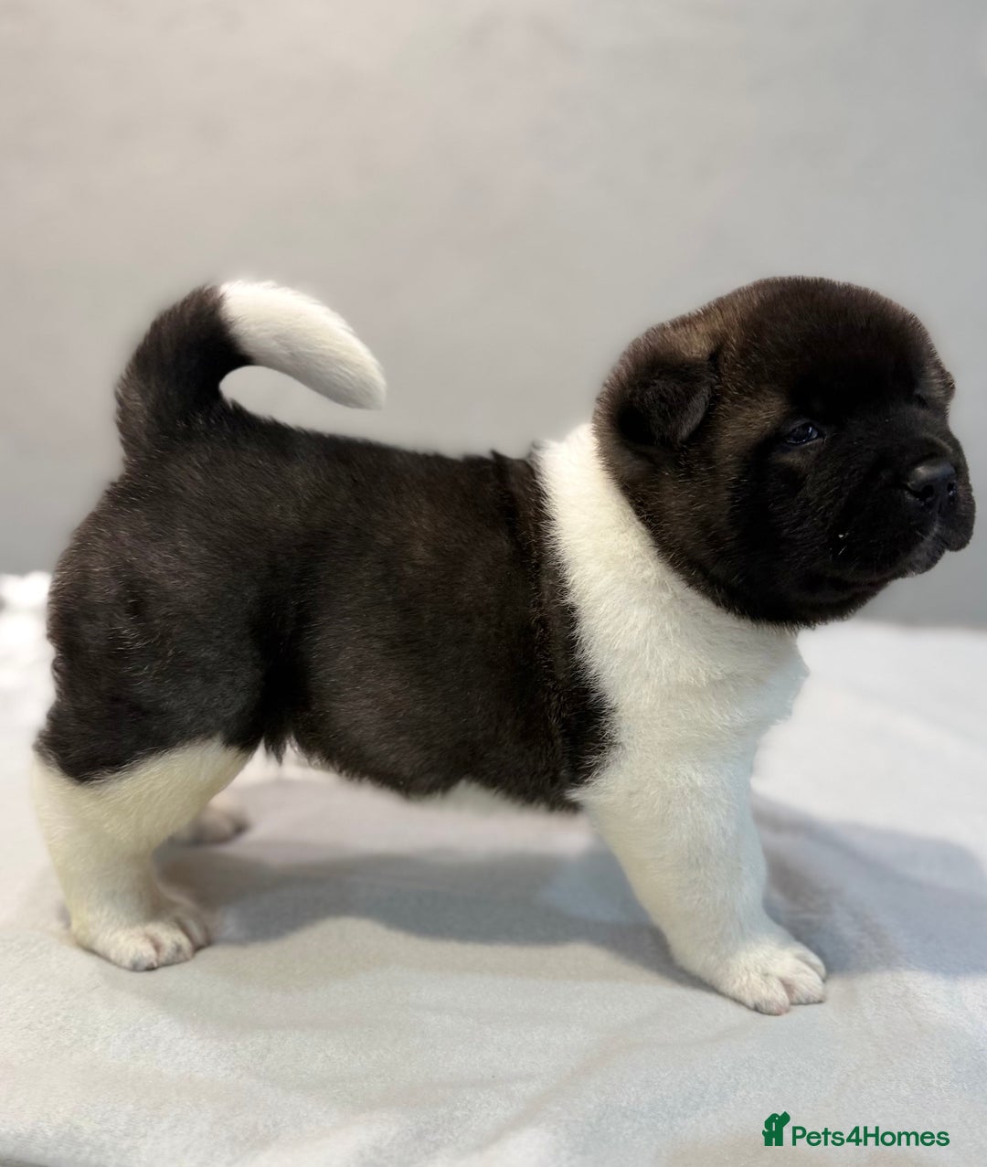 Akita dogs for sale: AMERICAN AKITA LOOKING FOR HOME - Advert 9