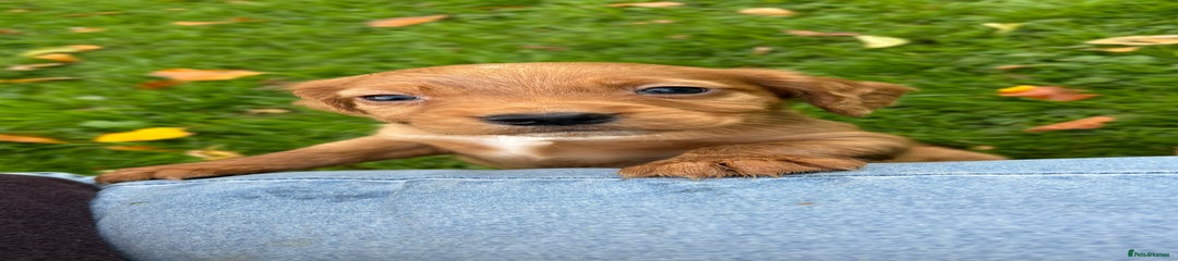 Cocker Spaniel Puppy 2
