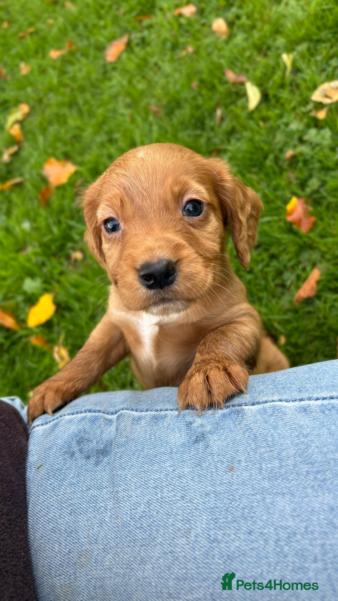 Cocker Spaniel dogs for sale: Working Cocker Spaniel Puppies  - Image 2