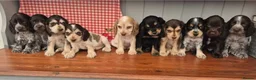 Cocker Spaniel dogs for sale: Show Cockers ~ WAITING LISTS OPENED ~ 2 LITTERS  - Advert 5