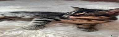 Mixed Breed 4