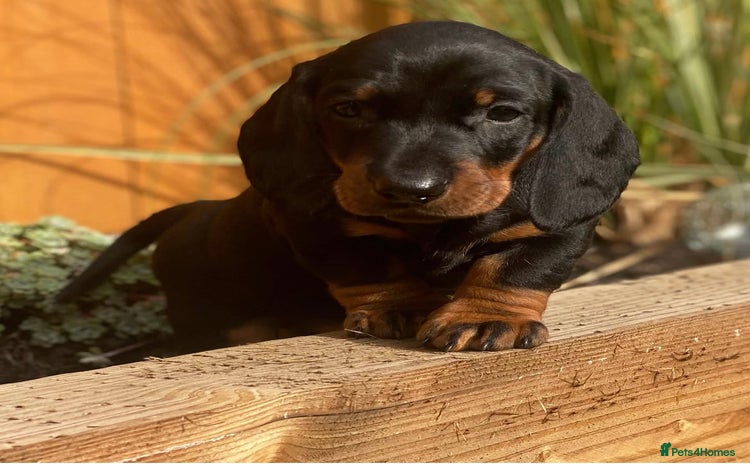 Dachshund dogs - Advert 3