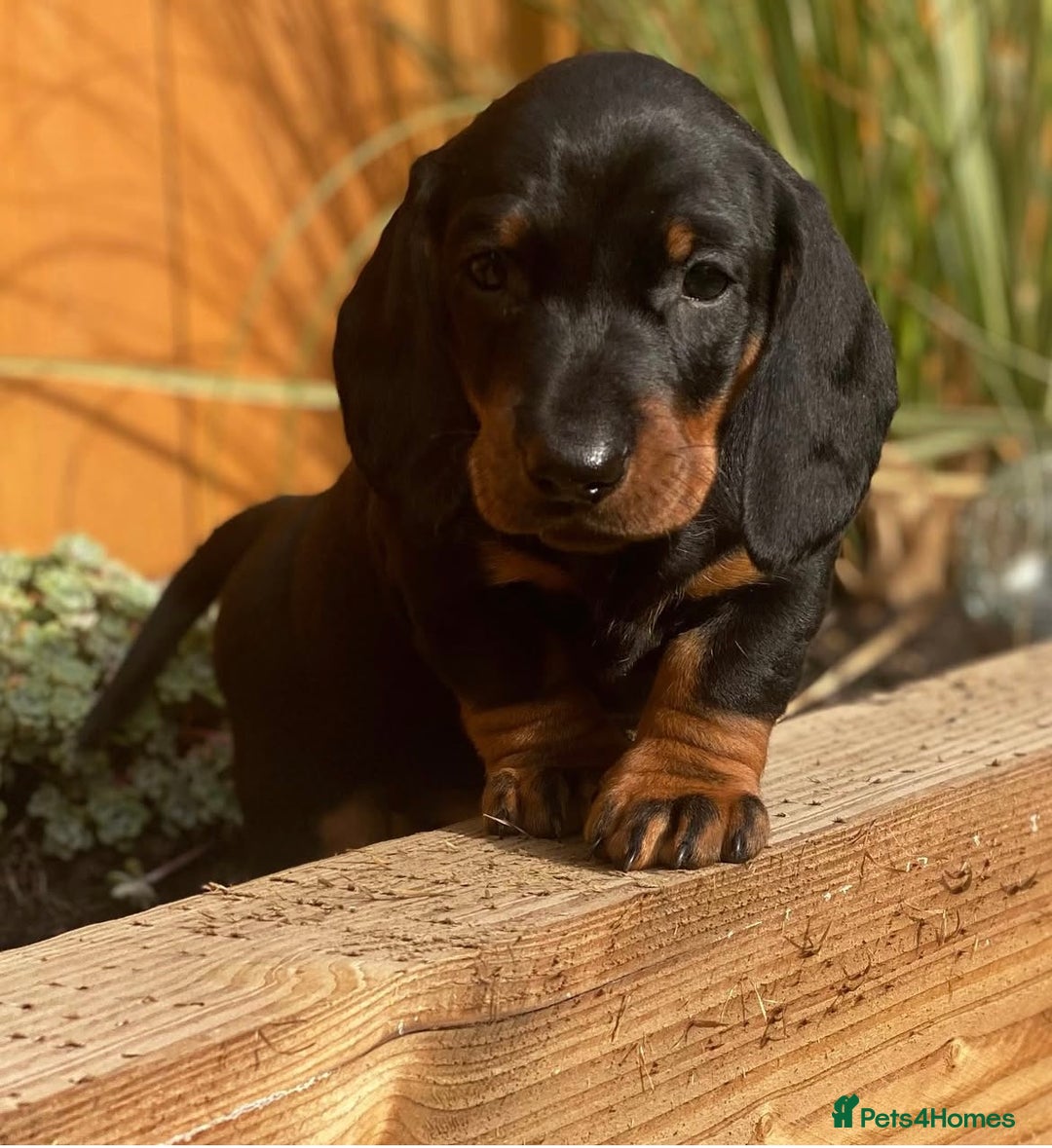 Dachshund dogs for sale: Exceptional dachshunds  - Image 1