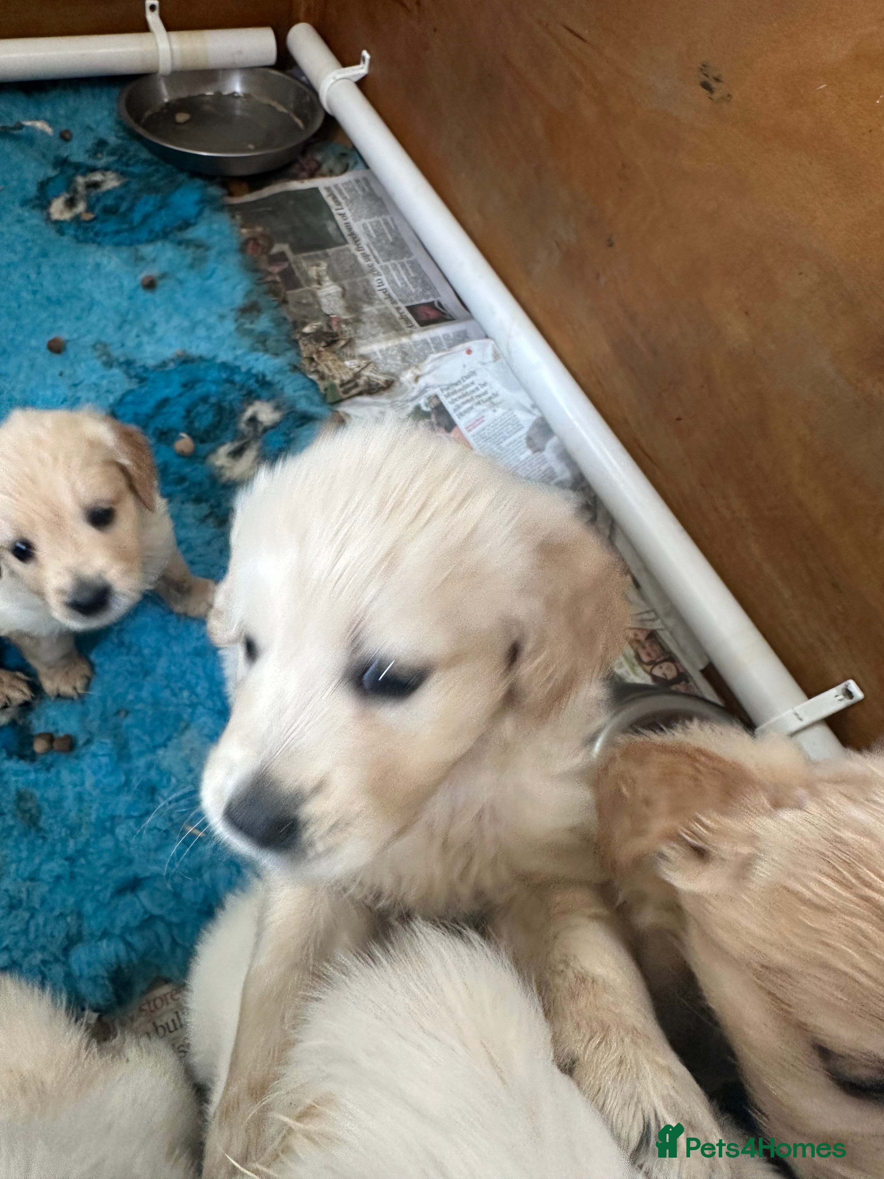 Golden Retriever dogs Golden Retriever Puppies  - Advert 2