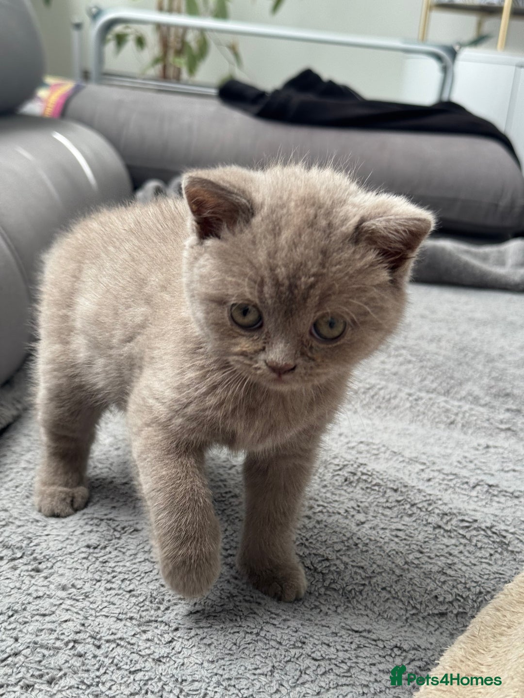 British Shorthair cats for sale: British shorthair kittens  - Image 7