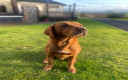 Labrador Retriever dogs for sale: 1 male Labrador puppy - Image 14