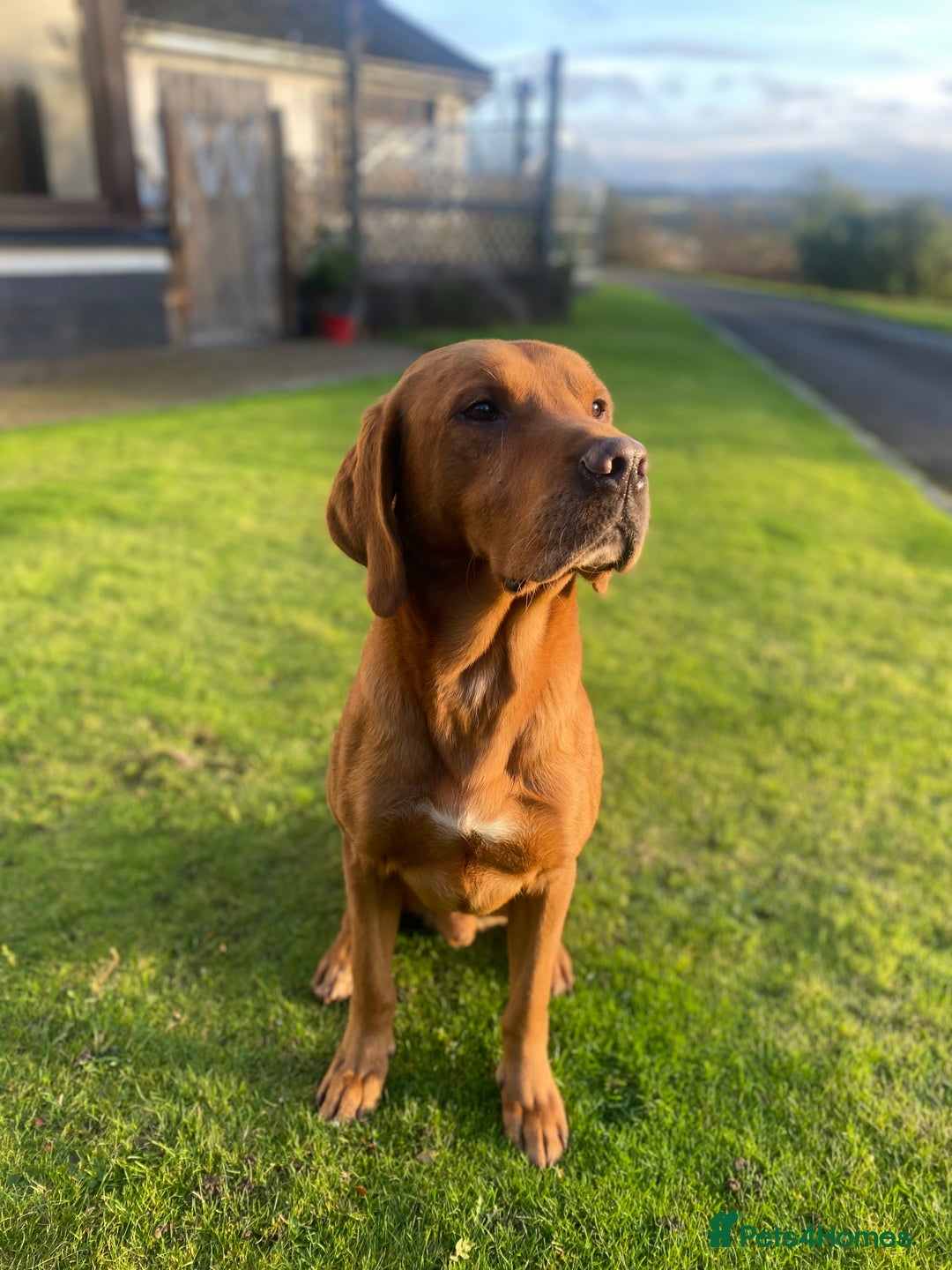Labrador Retriever dogs for sale: 1 male Labrador puppy - Image 14