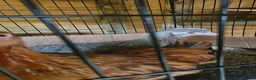 Mixed Breed poultry for sale: 3 x hens near point of lay  - Advert 5