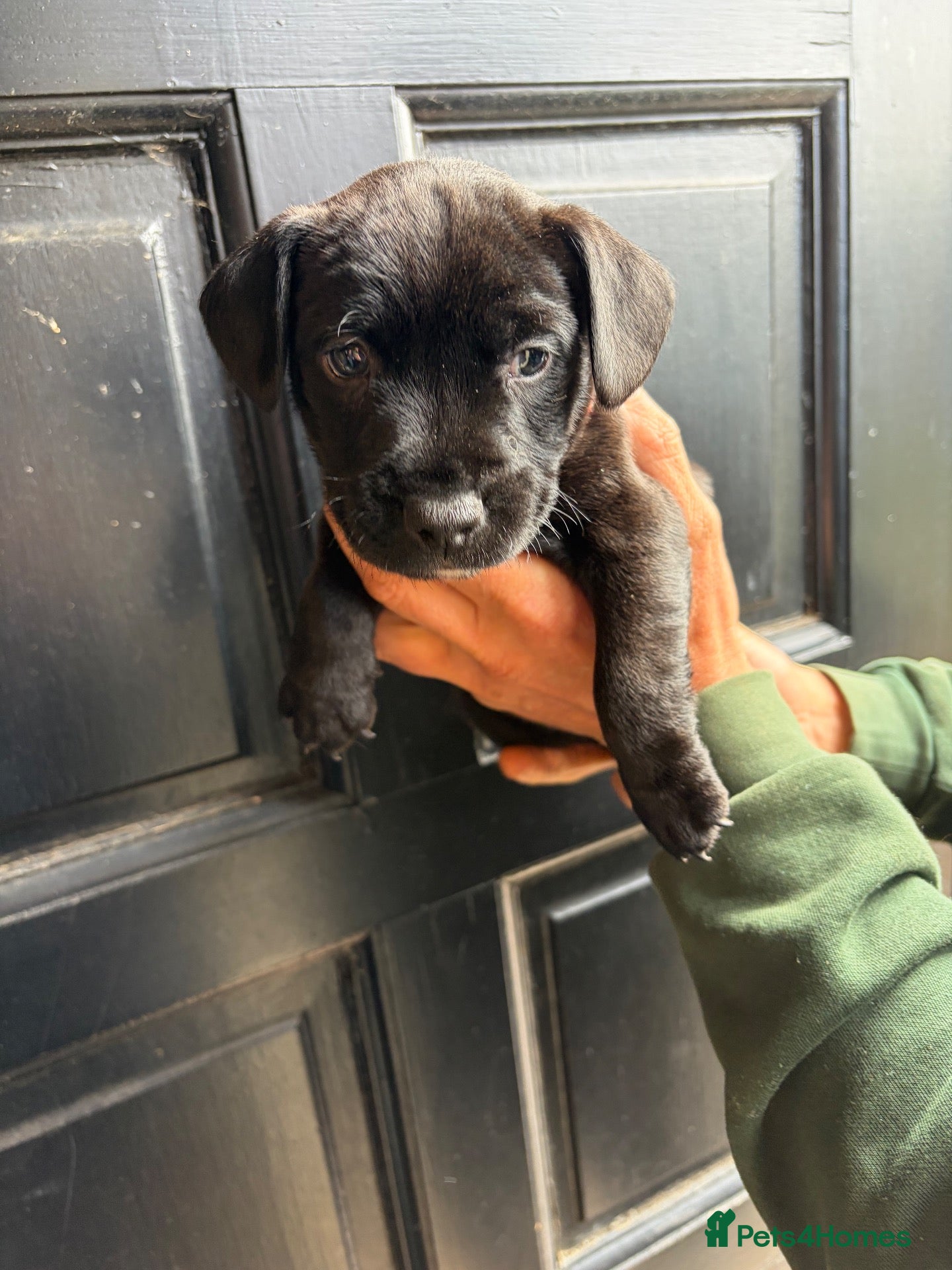 Patterdale Terrier dogs Chocolate Patterdales  - Advert 1