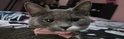 Mixed Breed cats for sale: White and grey mixed breed short haired female in Basingstoke - Advert 2